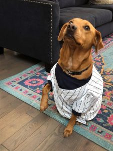Today's International Dog Day, so here are pictures of our dogs in Yankees  gear, Bronx Pinstripes
