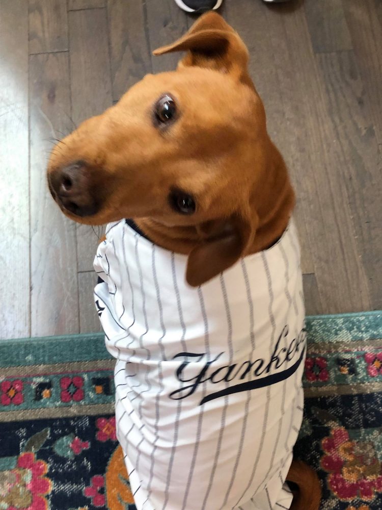 yankees dog clothes